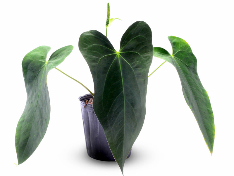 anthurium lighting Anthurium papillilaminum x Anthurium Lightning