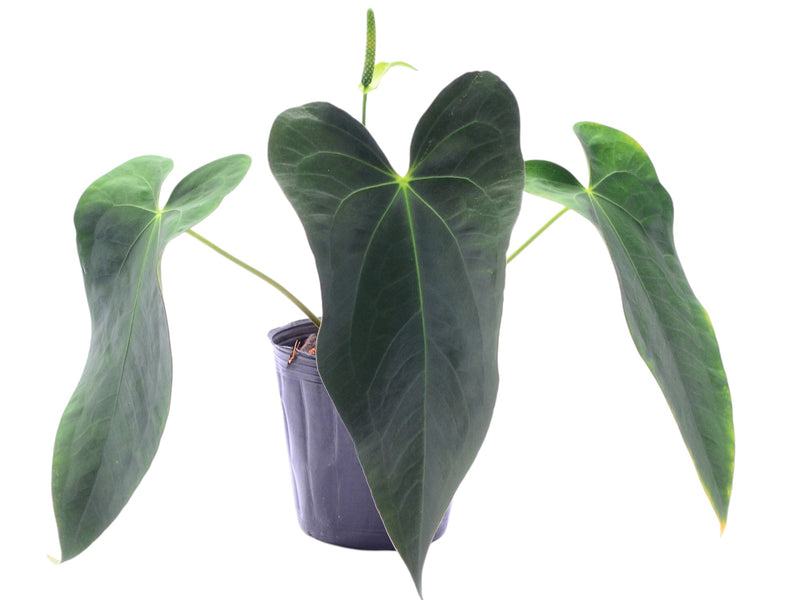 Anthurium papillilaminum x Anthurium Lightning