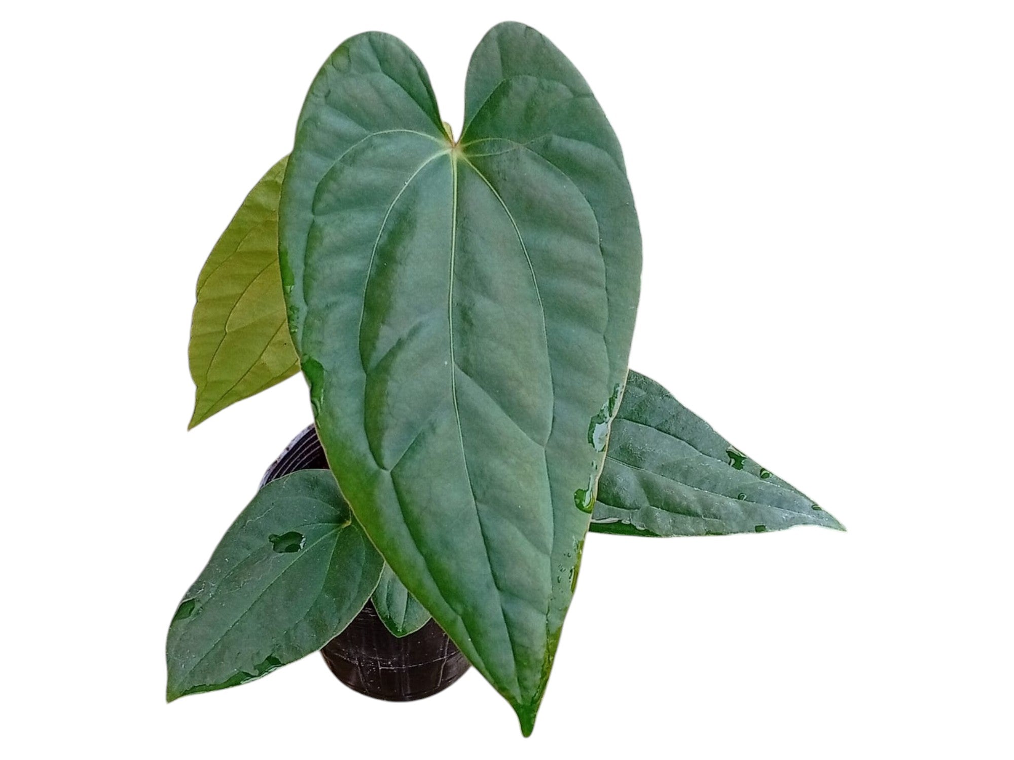 その他観葉植物 Anthurium Anthurium papillilaminum x Anthurium Urban Jungle (rec