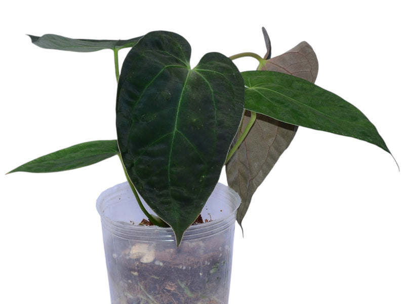 Anthurium papillilaminum x Anthurium Velvety Night