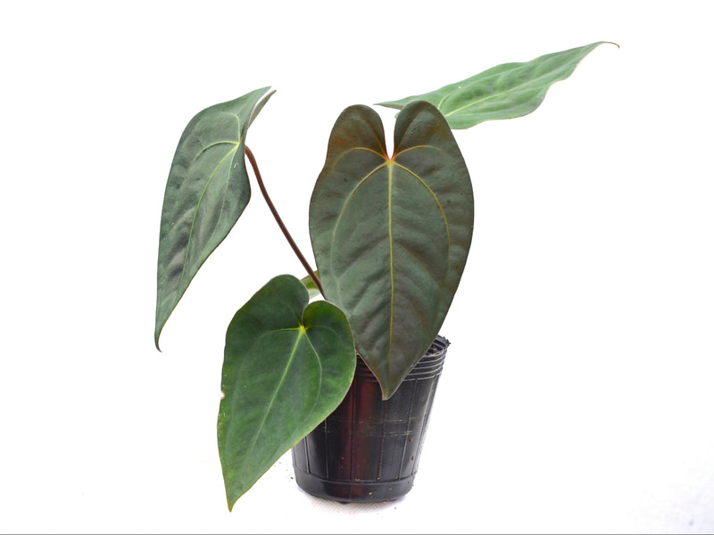 Anthurium papillilaminum x Anthurium carlablackiae