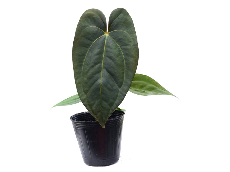 Anthurium papillilaminum x Anthurium carlablackiae
