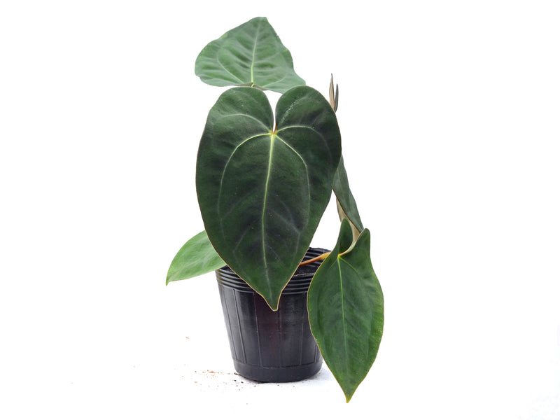Anthurium papillilaminum x Anthurium carlablackiae