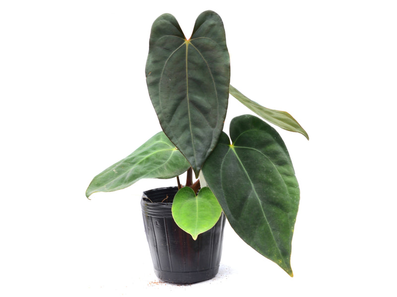 Anthurium papillilaminum x Anthurium carlablackiae