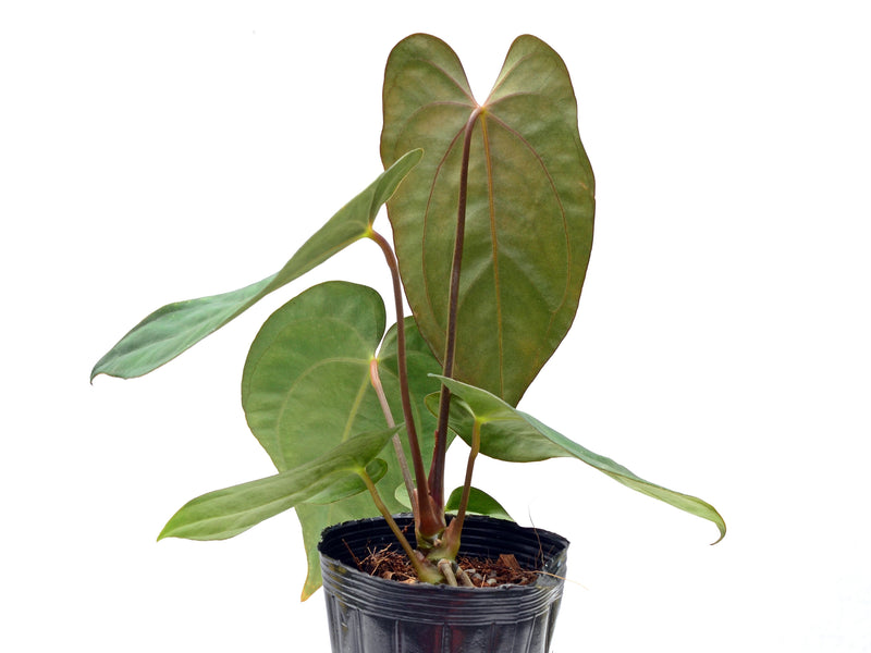 Anthurium papillilaminum x Anthurium carlablackiae
