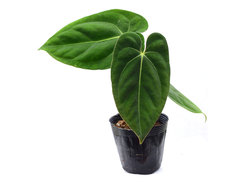 Anthurium papillilaminum x Anthurium carlablackiae