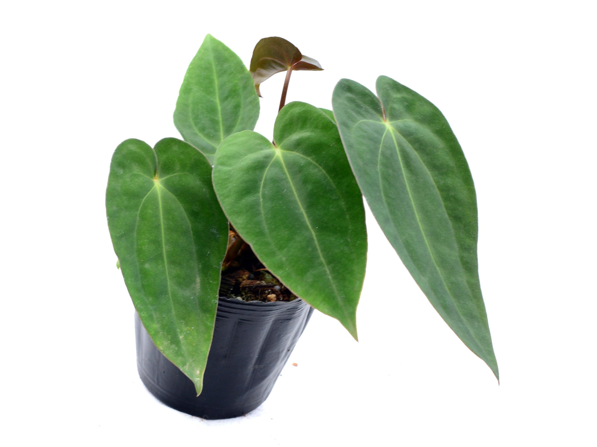 Anthurium papillilaminum x Anthurium carlablackiae (seedling)