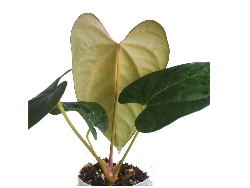 Anthurium papillilaminum x Anthurium cerrocampanense