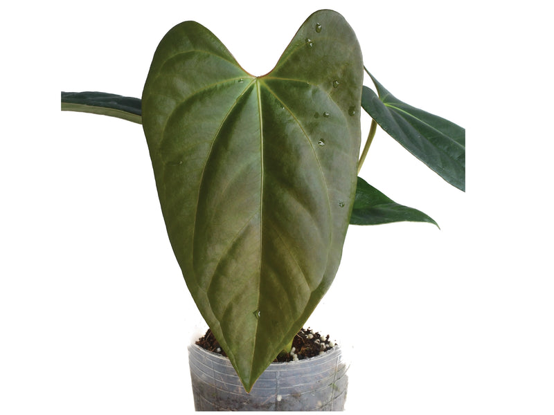 Anthurium papillilaminum x Anthurium cerrocampanense