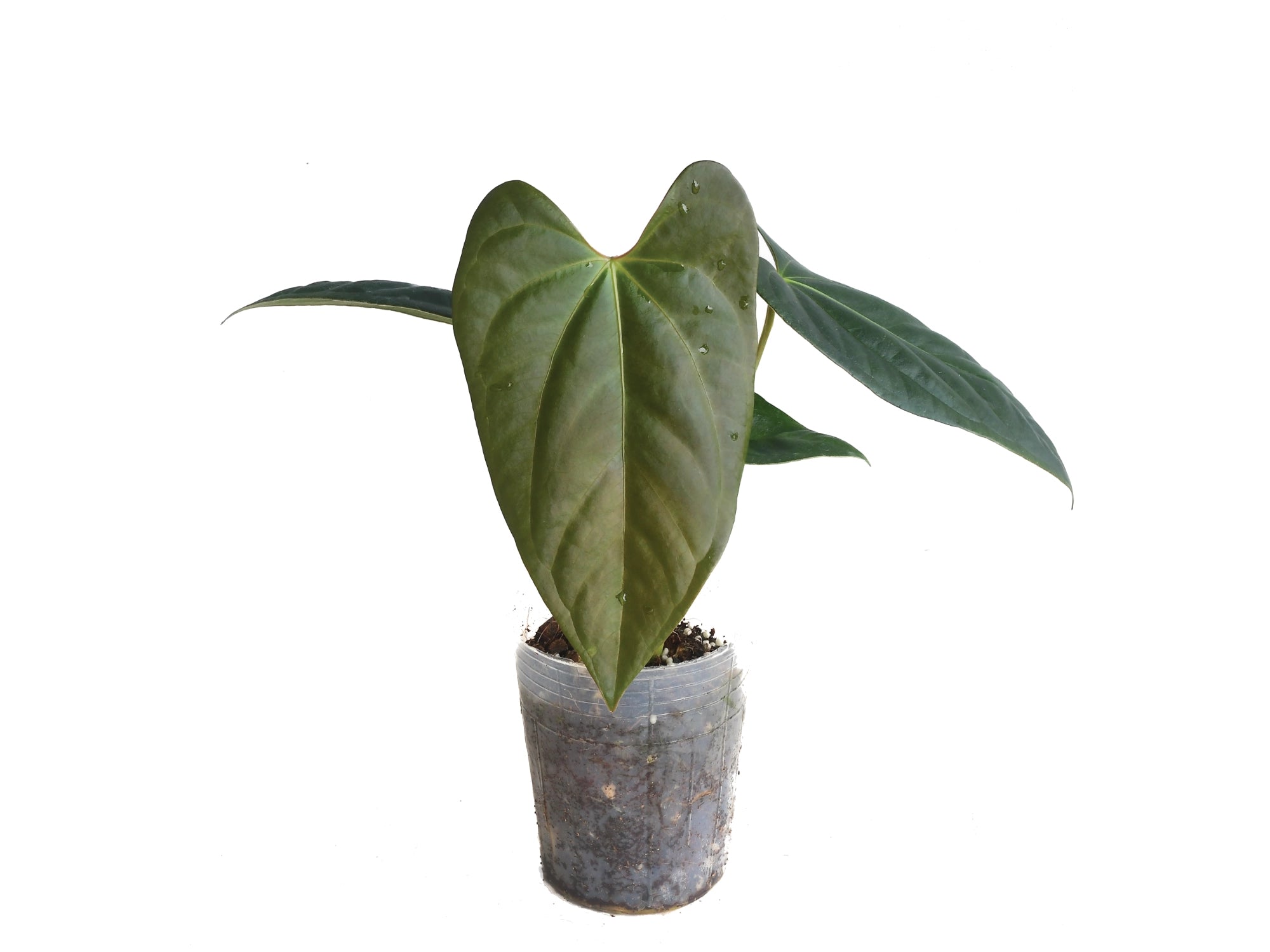 Anthurium_papillilaminum_x_Ant