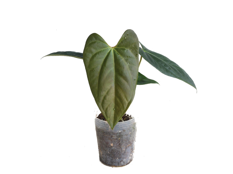 Anthurium papillilaminum x Anthurium cerrocampanense