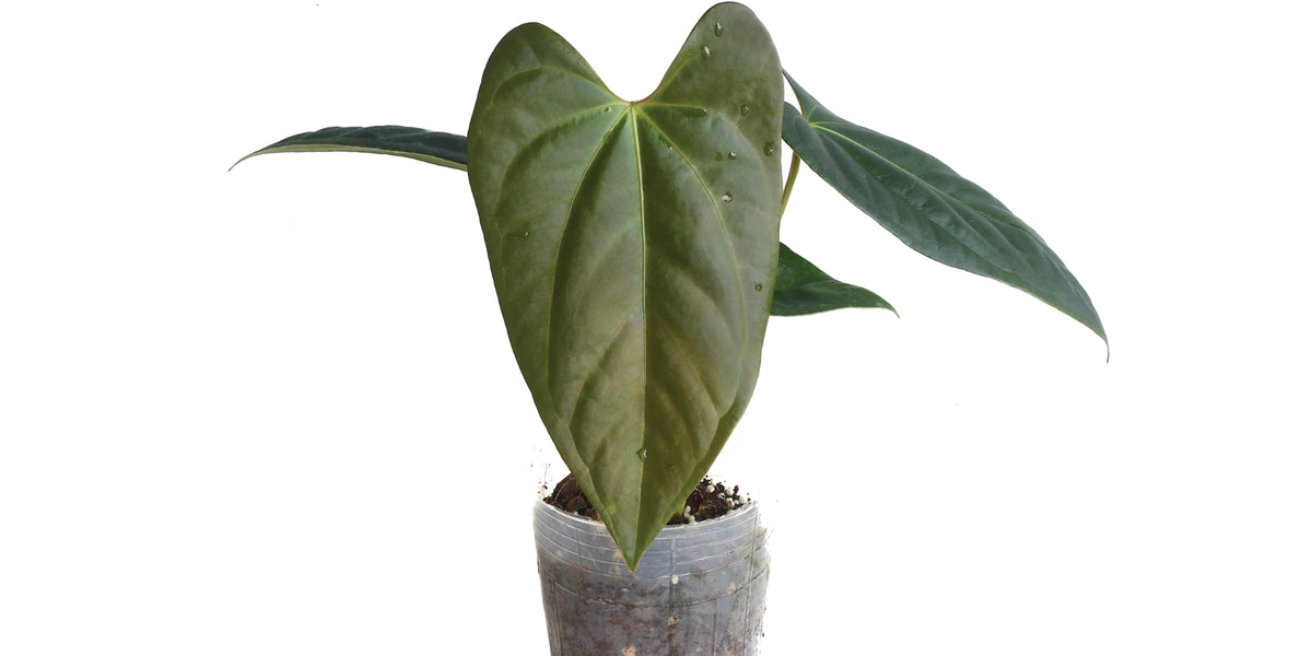 その他観葉植物 Anthurium papillilaminum Anthurium_papillilaminum_x_Ant