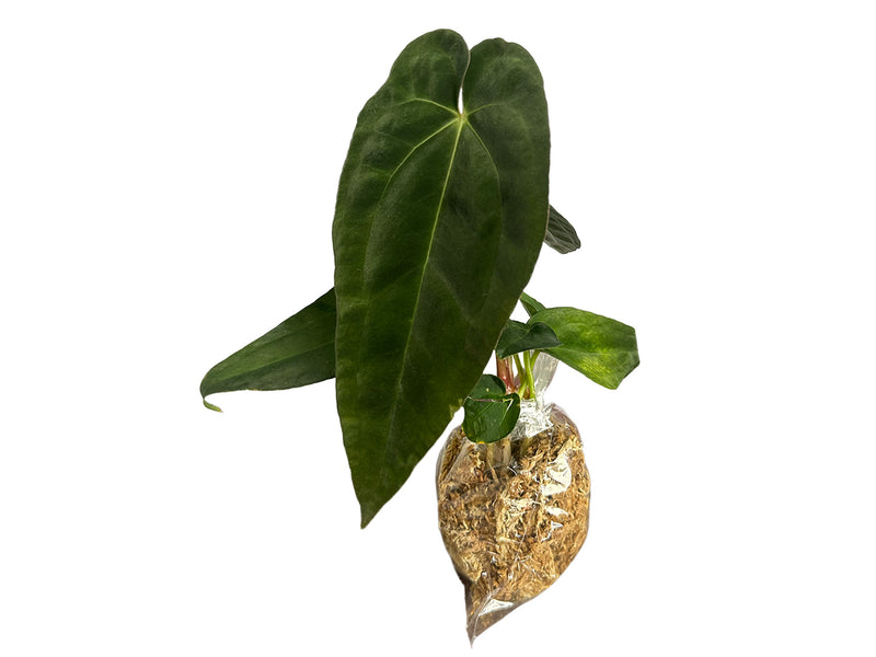 Anthurium Deborah Ward inverse crossing (seedling)