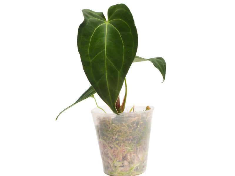 Anthurium Deborah Ward inverse crossing (seedling)