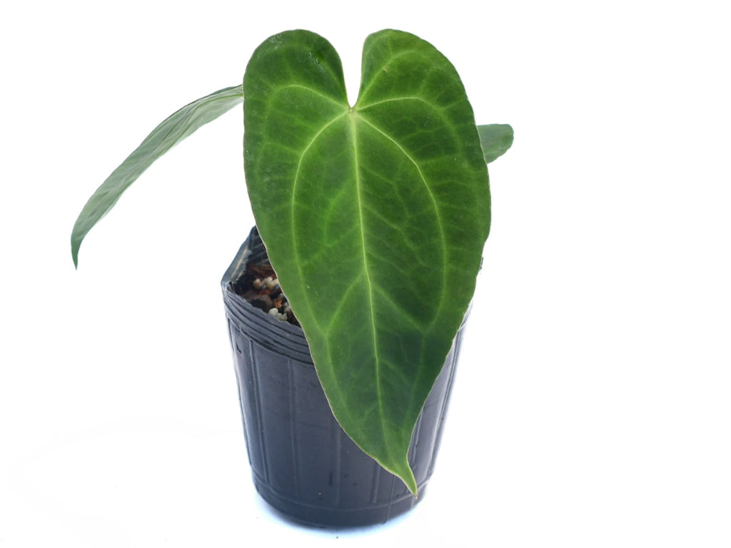 anthurium berriozabalense Anthurium Deborah Ward (seedling) — Ecuagenera Orquídeas del Ecuador