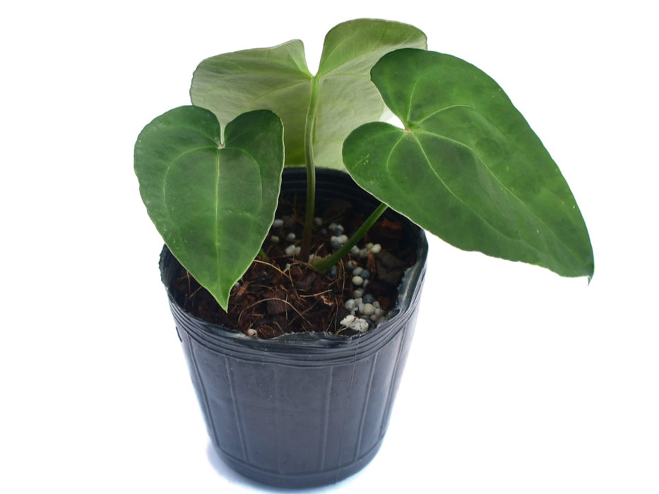 Anthurium papillilaminum x Anthurium crystallinum inverse crossing (seedling)