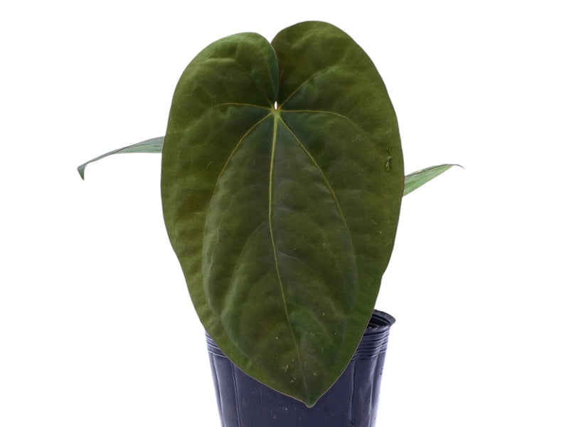 Anthurium papillilaminum x Anthurium dressleri 'Inverse crossing'