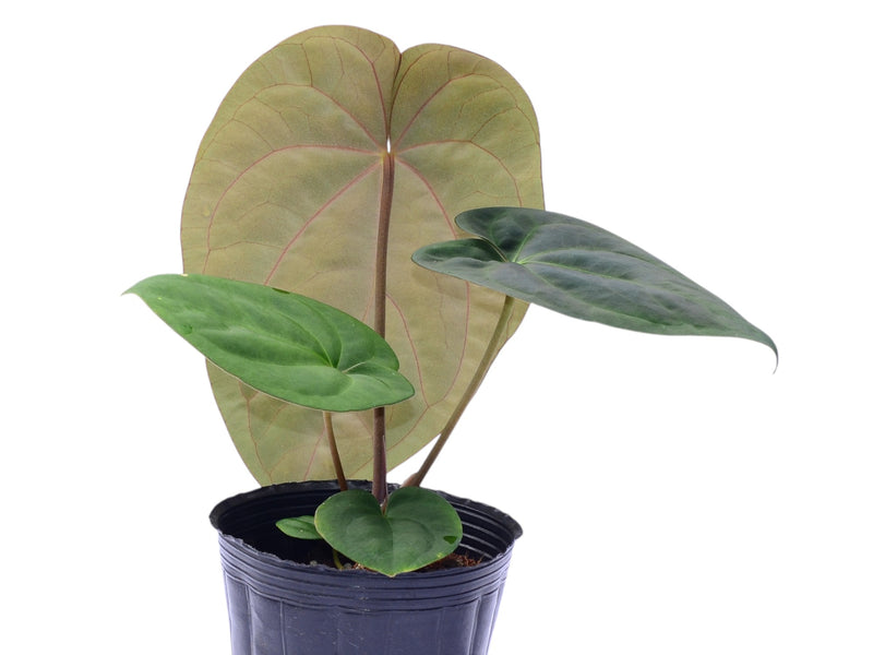 Anthurium papillilaminum x Anthurium dressleri 'Inverse crossing'