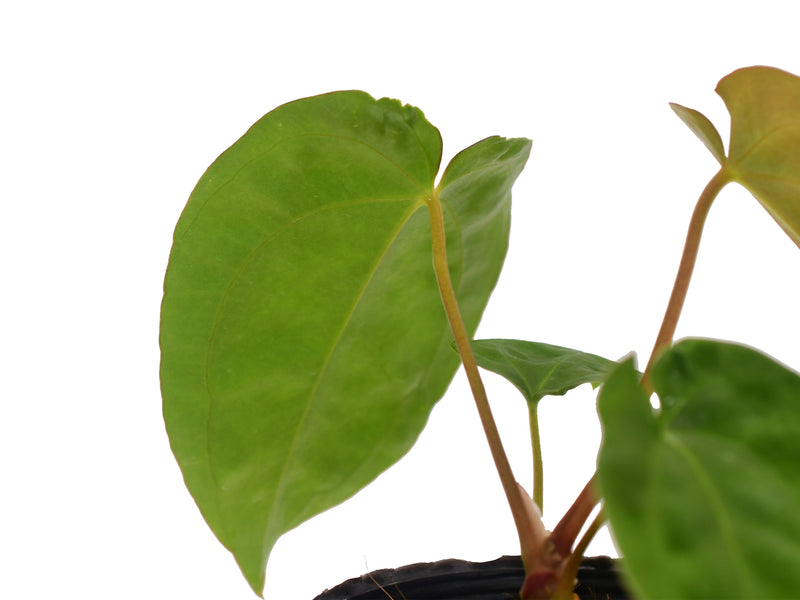 Anthurium papillilaminum x Anthurium dressleri (seedling)