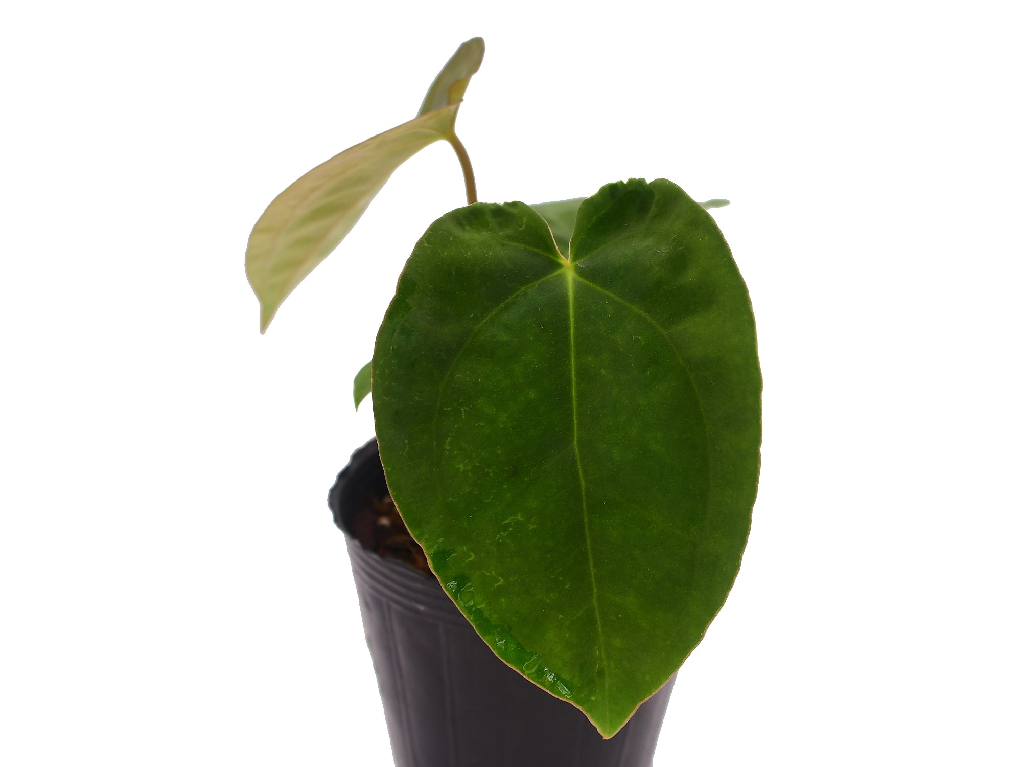 Anthurium papillilaminum x Anthurium dressleri (seedling)