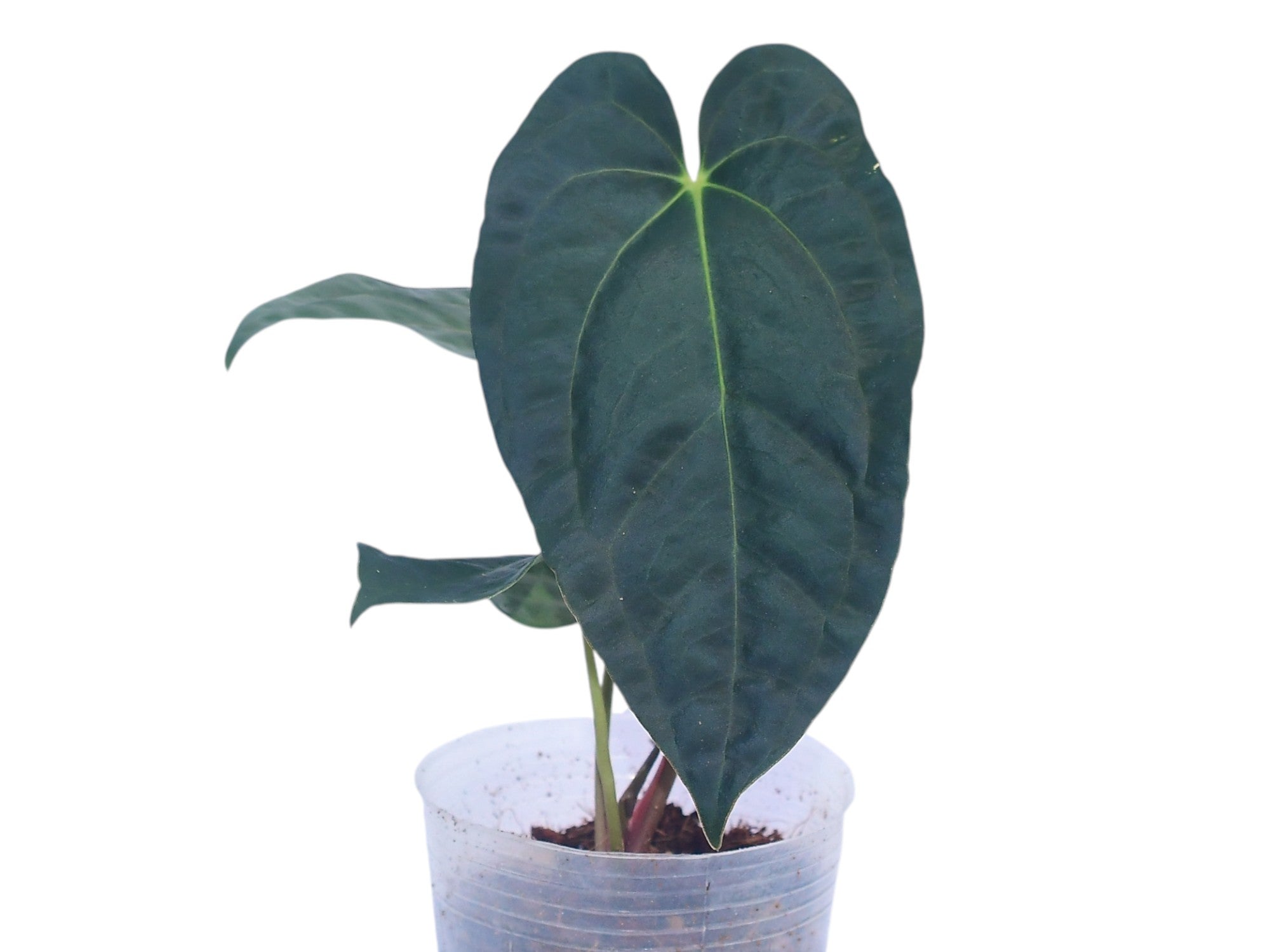 Anthurium_papillilaminum_x_Ant