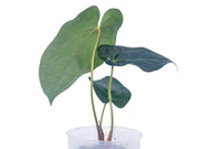 anthurium marmoratum for sale Anthurium papillilaminum x Anthurium marmoratum 'Velvety' — Ecuagenera Orquídeas del Ecuador