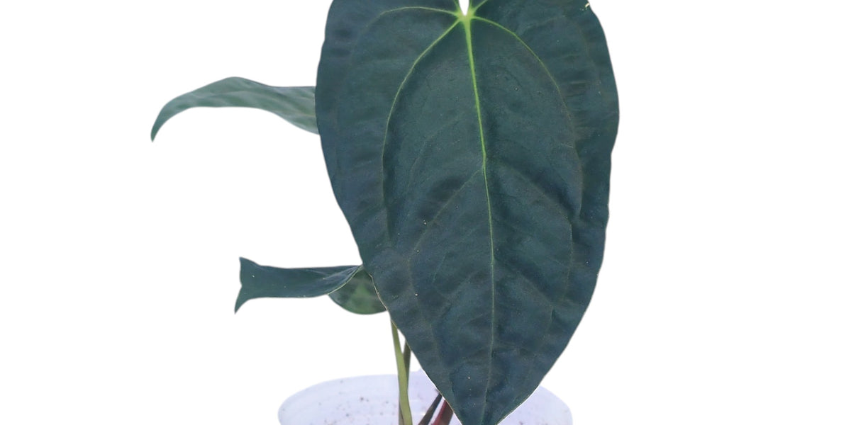 Anthurium_papillilaminum_x_Ant