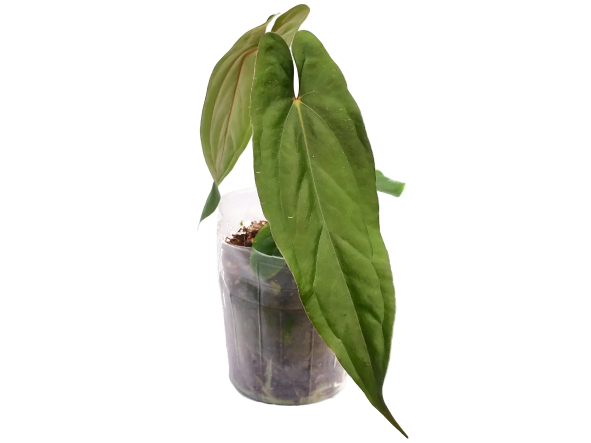 anthurium papillilaminum ecuagenera Anthurium Black Wing Butterfly