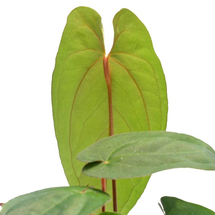 Anthurium papillilaminum x Anthurium nigrolaminum 'Ecuagenera'