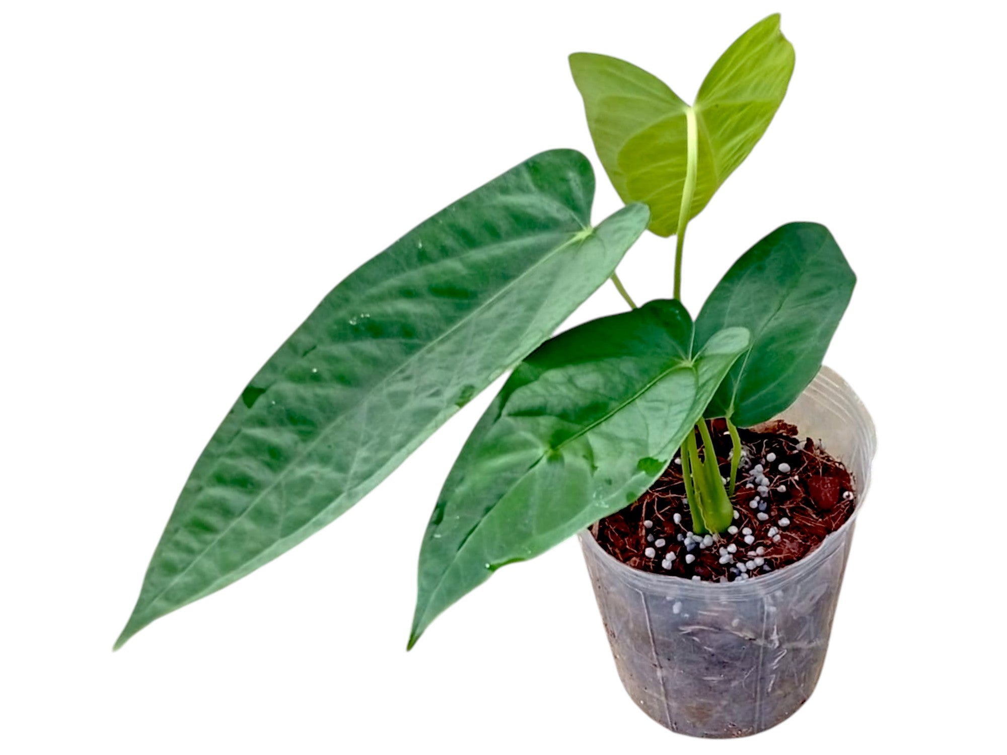 Anthurium panamense アンスリウムパナメンセ Anthurium papillilaminum × panamense – Primary Hybrid Collector
