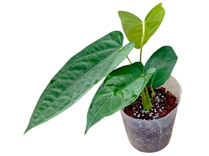 philodendron vs anthurium Anthurium papillilaminum x Anthurium panamense