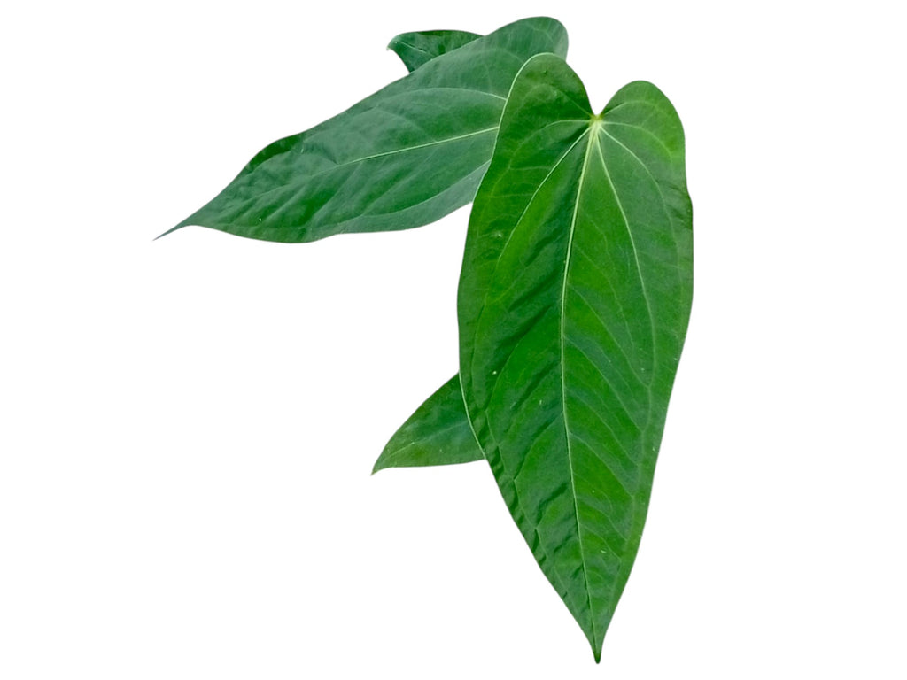 Anthurium papillilaminum × panamense – Primary Hybrid Collector