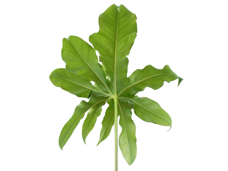 anthurium palmate lea Anthurium pedatum
