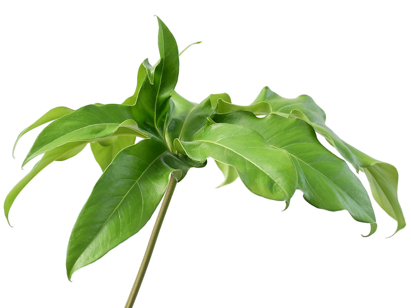 anthurium pedatum vs pedatoradiatum Anthurium pedatum — Ecuagenera Orquídeas del Ecuador