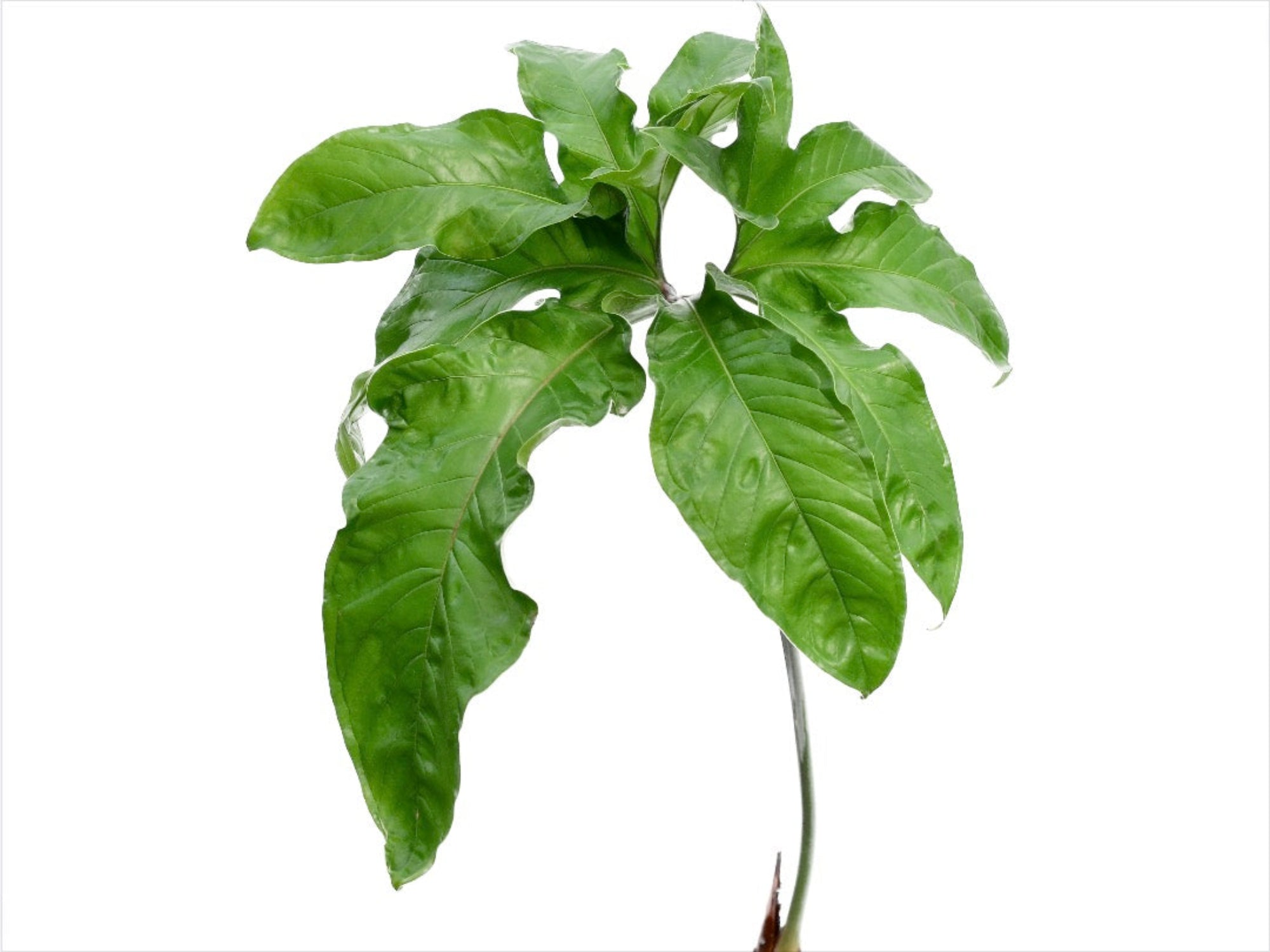 Anthurium pedatum — Ecuagenera Orquídeas del Ecuador