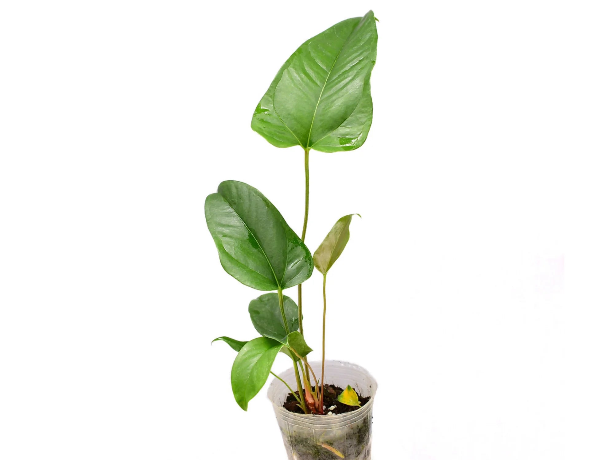 Anthurium pedatum (seedling) — Ecuagenera Orquídeas del Ecuador