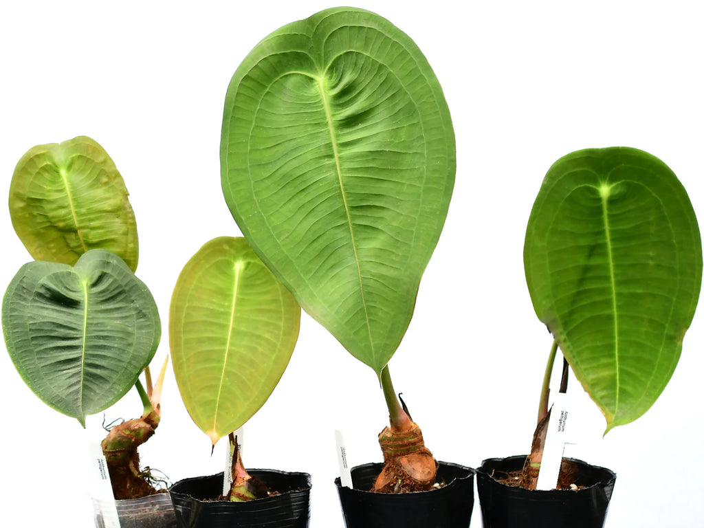 Anthurium peltigerum — Ecuagenera Orquídeas del Ecuador