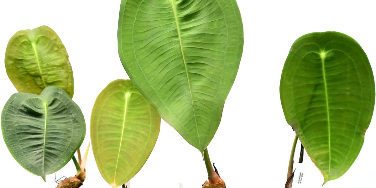 anthurium peltigerum for sale Anthurium peltigerum — Ecuagenera Orquídeas del Ecuador