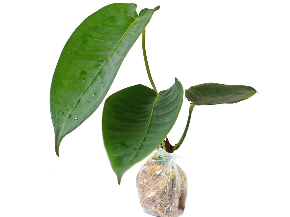 Anthurium peltigerum