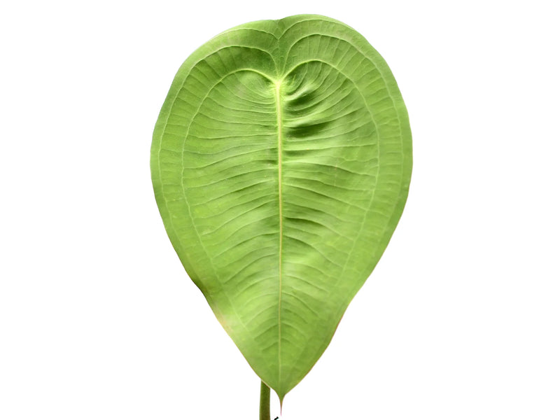 Anthurium peltigerum — Ecuagenera Orquídeas del Ecuador Anthurium peltigerum — Ecuagenera Orquídeas del Ecuador