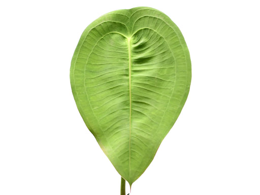 anthurium peltigerum chocolate Anthurium peltigerum — Ecuagenera Orquídeas del Ecuador