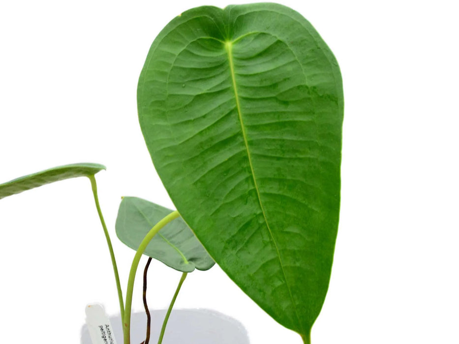 Anthurium peltigerum (seedling)