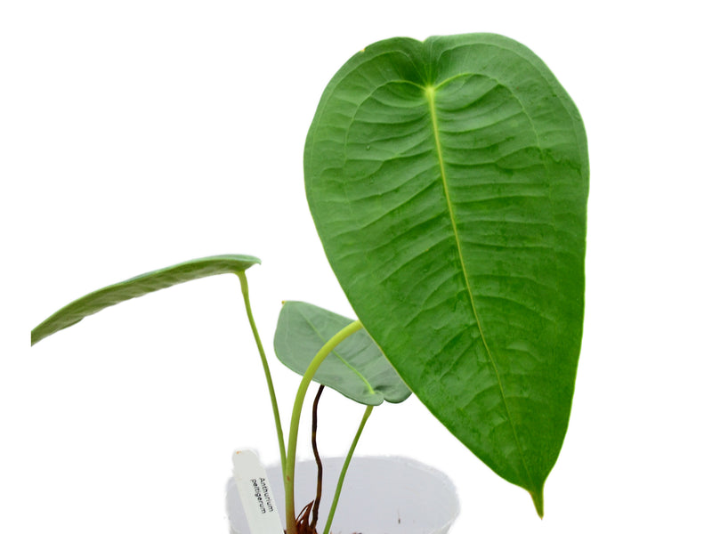 Anthurium peltigerum (seedling)
