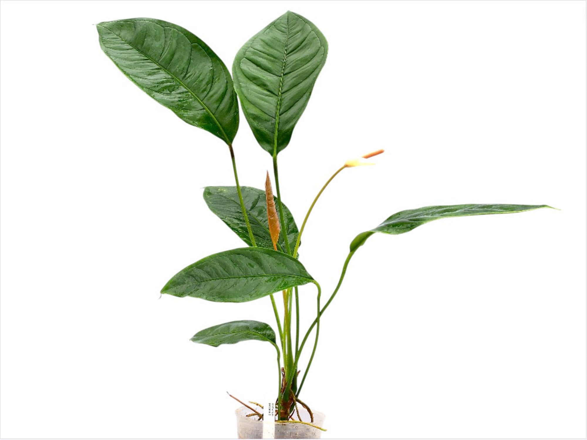 Anthurium pendens 5