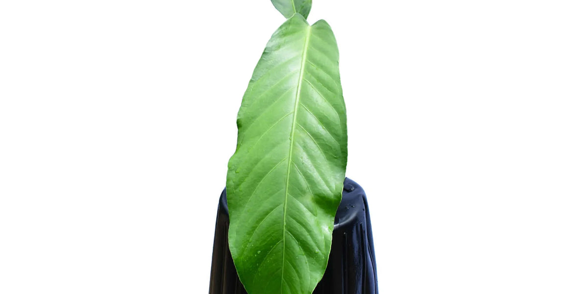 Anthurium pendulifolium — Ecuagenera Orquídeas del Ecuador