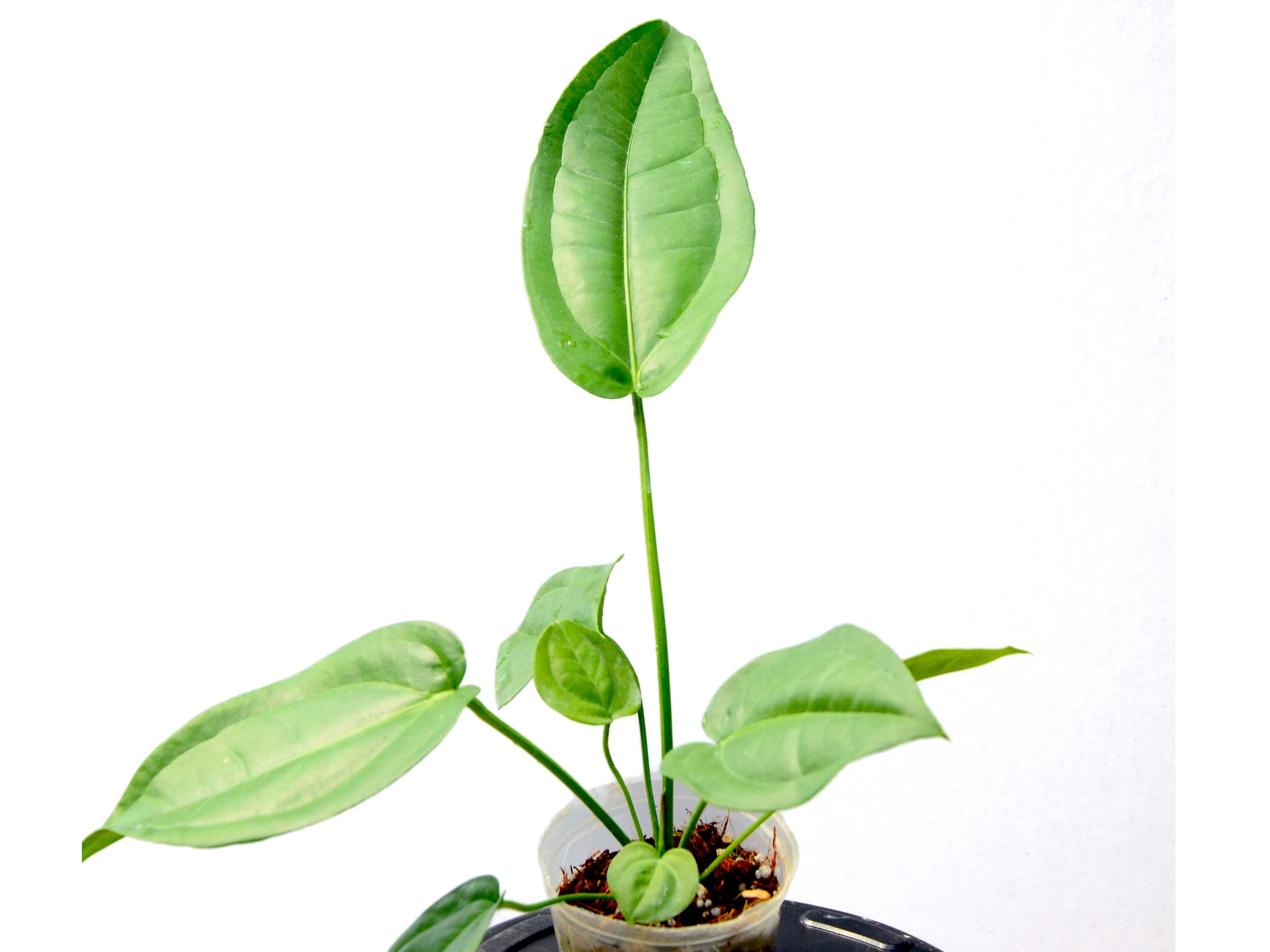anthurium pendulifolium Anthurium pendulifolium (seedling)