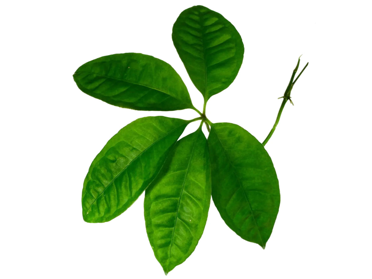 anthurium pentaphyllum for sale Anthurium pentaphyllum