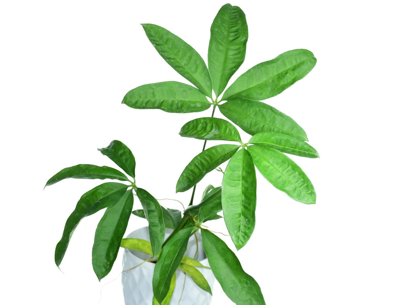 anthurium pentaphyllum Anthurium pentaphyllum