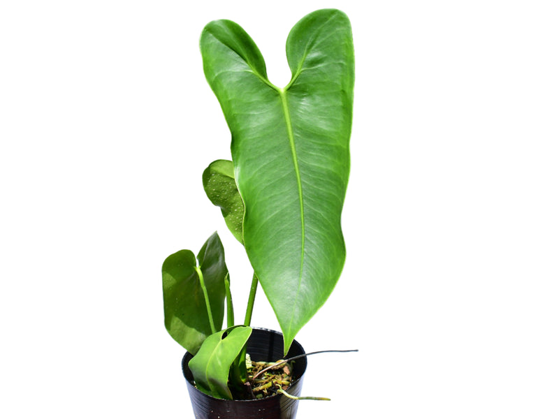 Anthurium pepeportillae