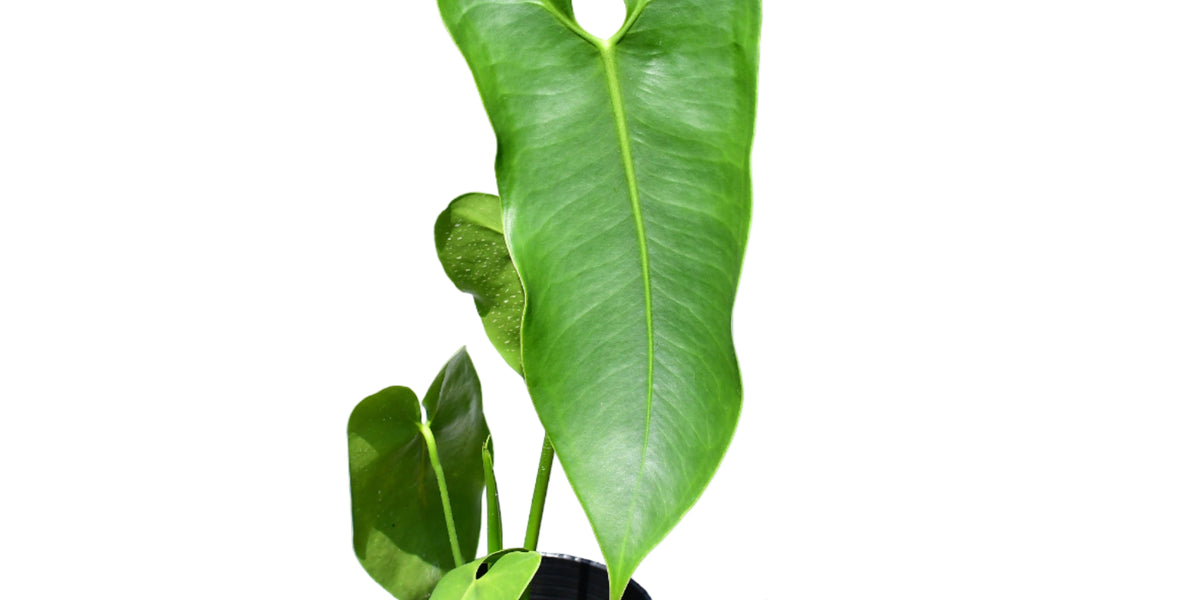 anthurium curling leaves Anthurium pepeportillae — Ecuagenera Orquídeas del Ecuador